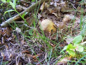 Klikni pro velký obrázek