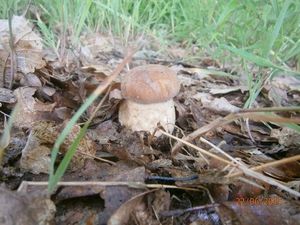 Klikni pro velký obrázek