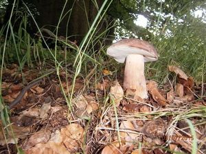 Klikni pro velký obrázek