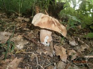 Klikni pro velký obrázek