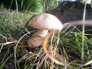 Klikni pro velký obrázek