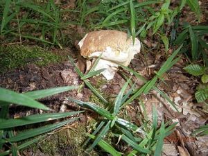 Klikni pro velký obrázek