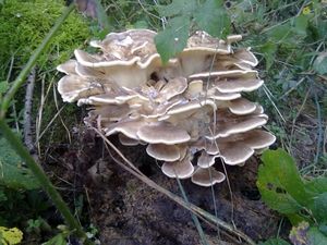 Klikni pro velký obrázek