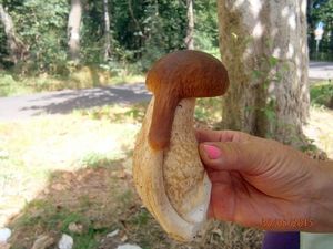 Klikni pro velký obrázek