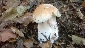 Klikni pro velký obrázek