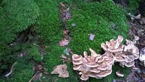 Klikni pro velký obrázek