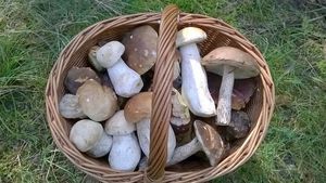 Klikni pro velký obrázek