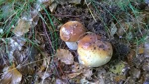 Klikni pro velký obrázek