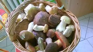 Klikni pro velký obrázek