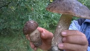 Klikni pro velký obrázek