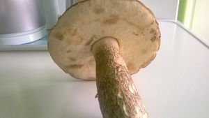 Klikni pro velký obrázek