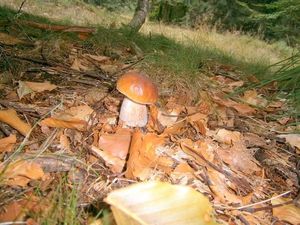 Klikni pro velký obrázek