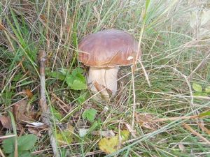 Klikni pro velký obrázek