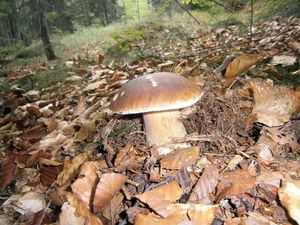 Klikni pro velký obrázek