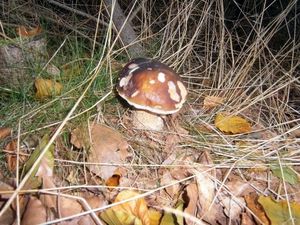 Klikni pro velký obrázek