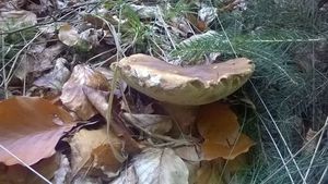 Klikni pro velký obrázek