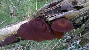 Klikni pro velký obrázek