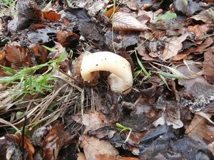 Klikni pro velký obrázek