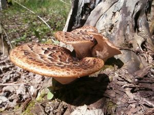 Klikni pro velký obrázek