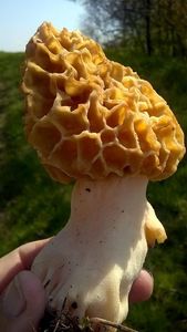 Klikni pro velký obrázek