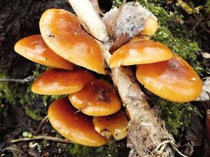 Klikni pro velký obrázek