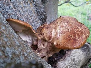 Klikni pro velký obrázek