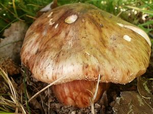 Klikni pro velký obrázek