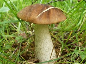 Klikni pro velký obrázek