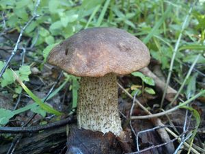 Klikni pro velký obrázek