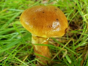 Klikni pro velký obrázek