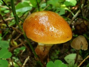 Klikni pro velký obrázek