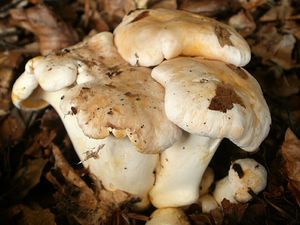 Klikni pro velký obrázek