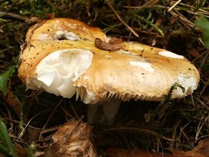 Klikni pro velký obrázek