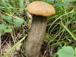 Klikni pro velký obrázek