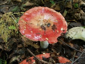 Klikni pro velký obrázek