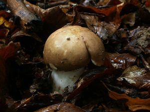 Klikni pro velký obrázek