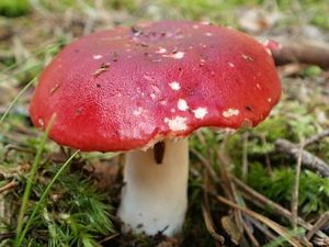 Klikni pro velký obrázek