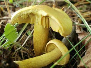 Klikni pro velký obrázek