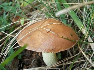 Klikni pro velký obrázek