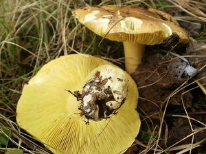 Klikni pro velký obrázek