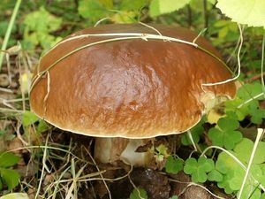 Klikni pro velký obrázek