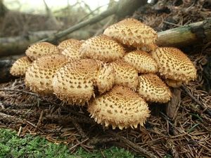 Klikni pro velký obrázek