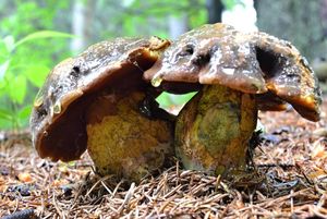 Klikni pro velký obrázek