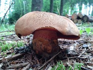 Klikni pro velký obrázek