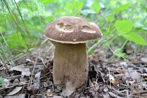 Klikni pro velký obrázek