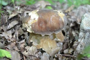 Klikni pro velký obrázek