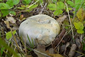 Klikni pro velký obrázek