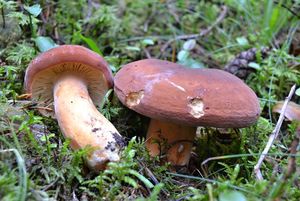 Klikni pro velký obrázek