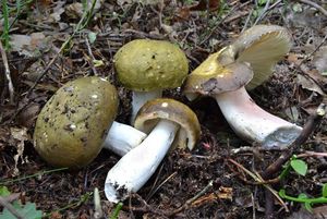 Klikni pro velký obrázek