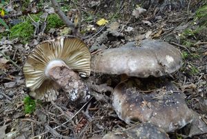 Klikni pro velký obrázek